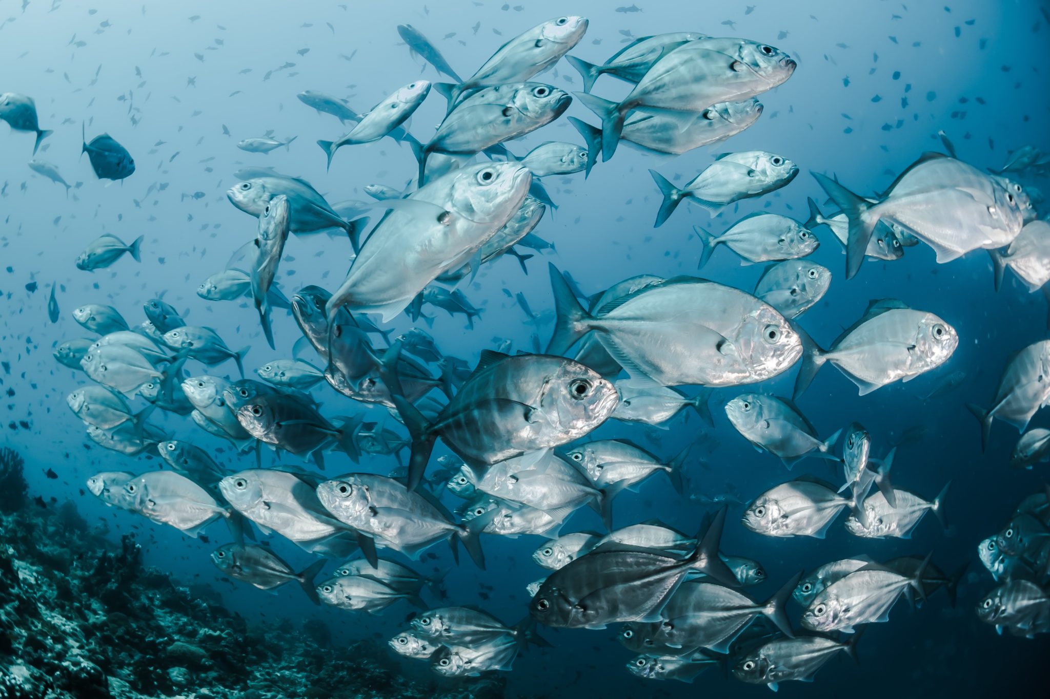 préserver les écosystèmes marins