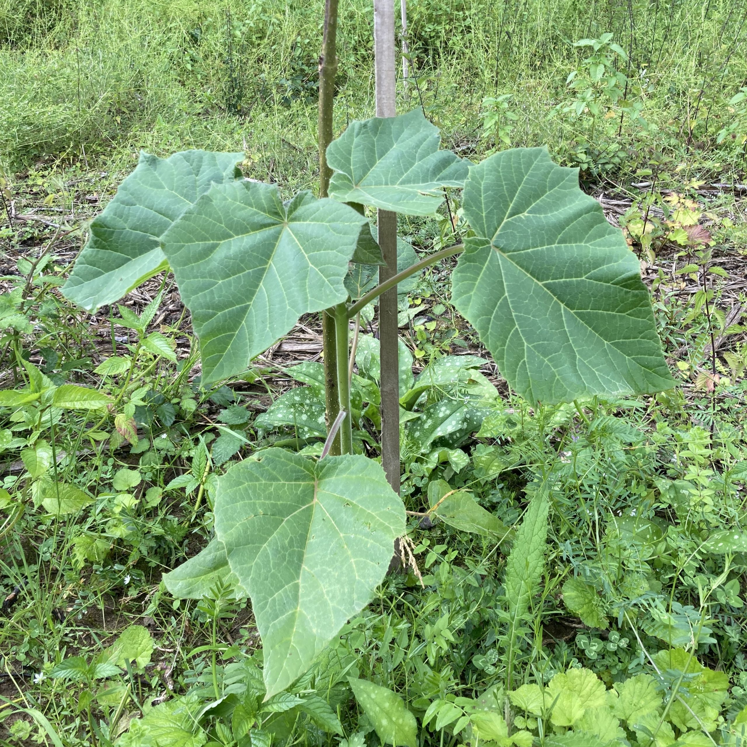 Lire la suite à propos de l’article OMEGA GREEN lance sa première parcelle de Paulownias