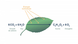 Qu’est-ce que la photosynthèse ?