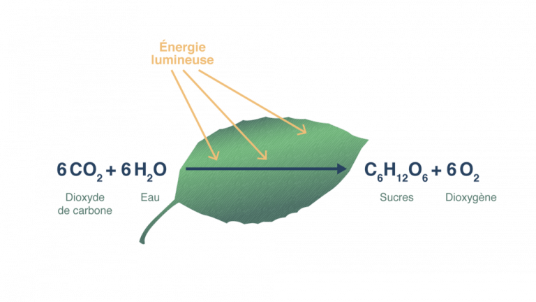 Lire la suite à propos de l’article Qu’est-ce que la photosynthèse ?