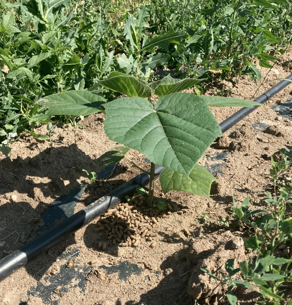 Omega Green réalise sa seconde plantation de paulownias
