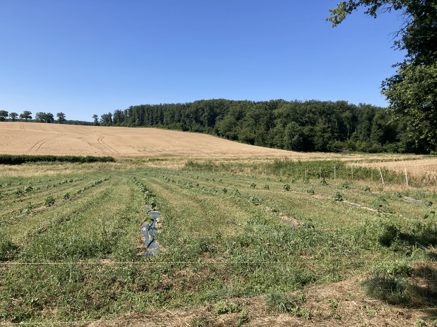 Hauteur moyen d’1m